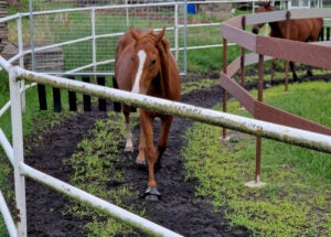 lunging-horse-rehab