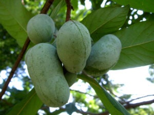 pawpaw-cluster_2000