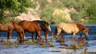 salt-river-wild-horses-management-01