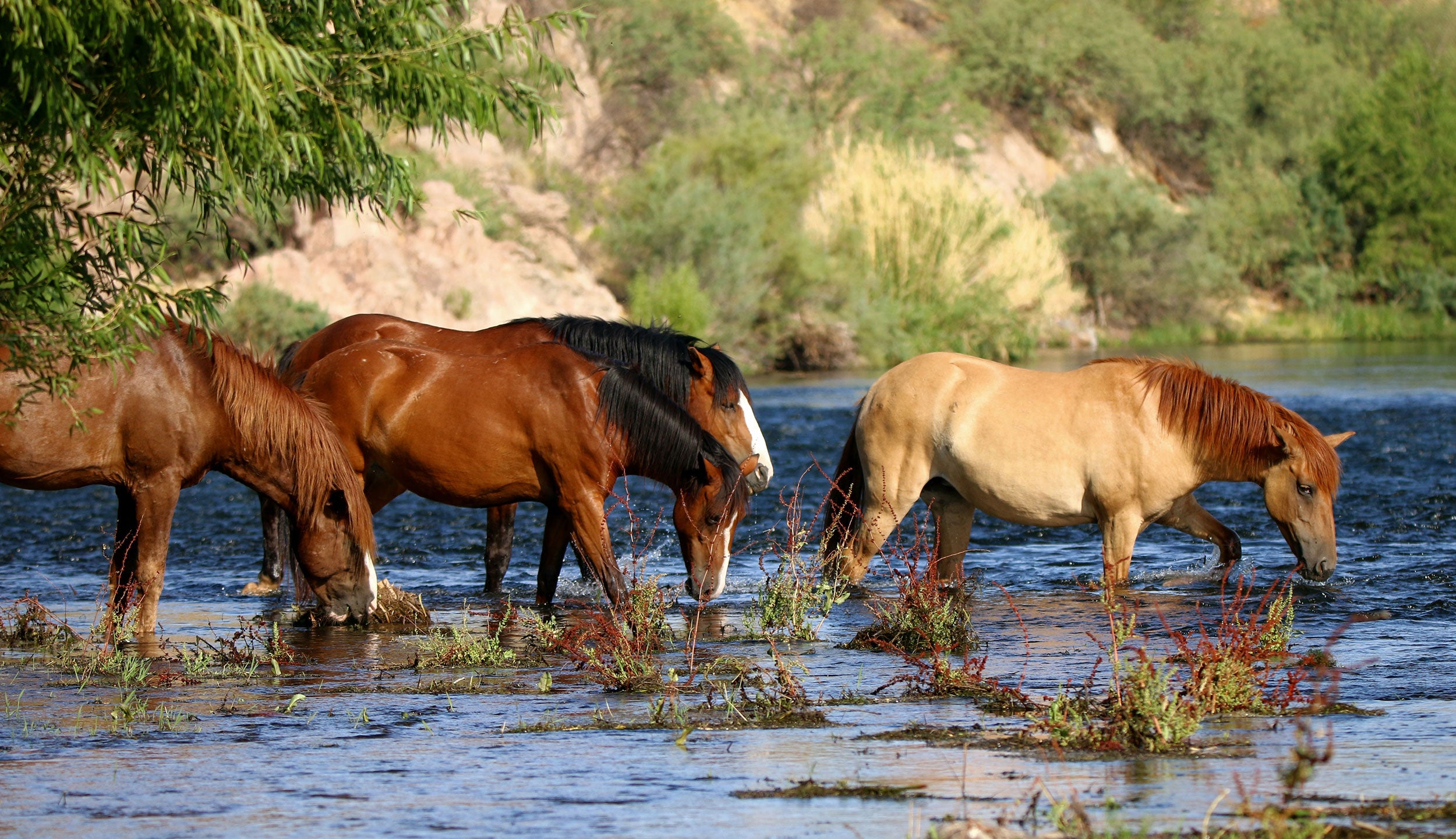 salt-river-wild-horses-management-01