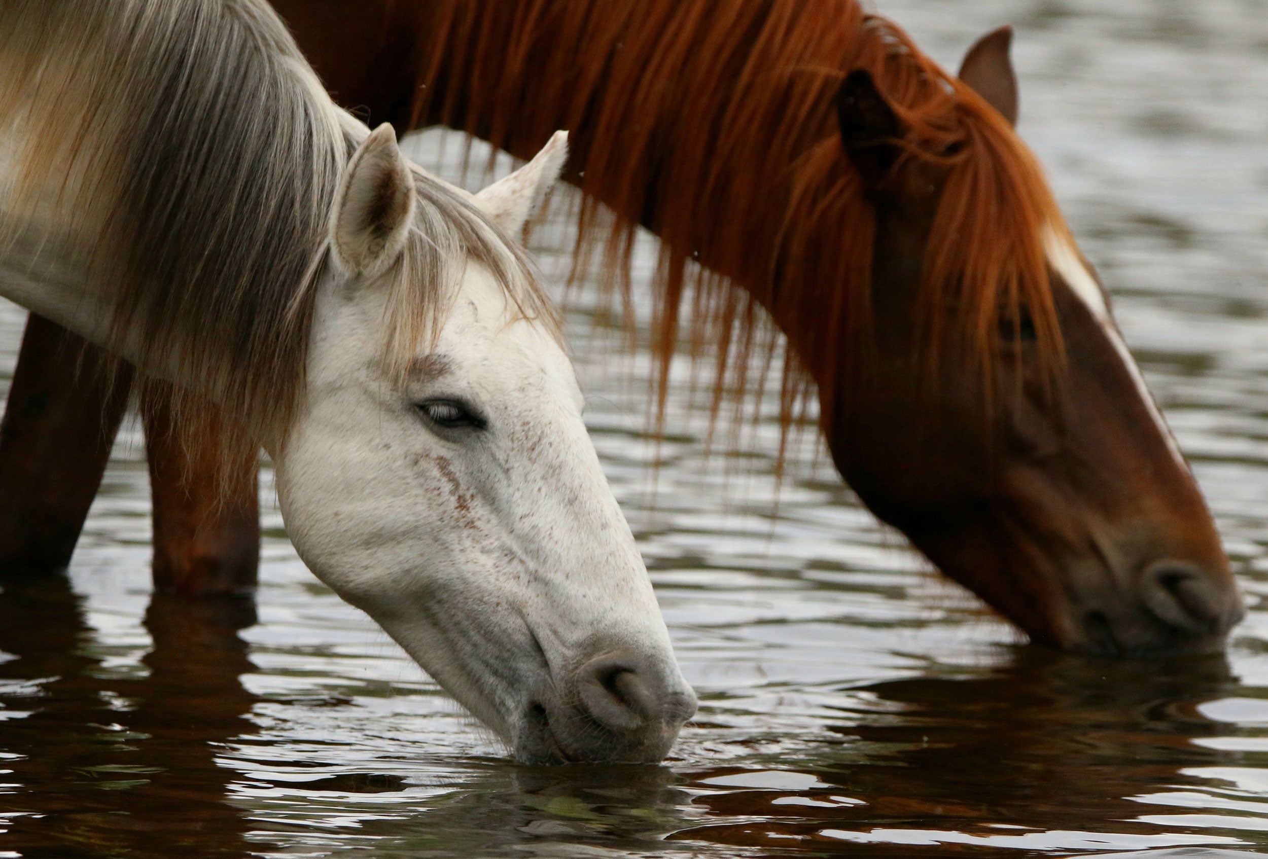 salt-river-wild-horses-management-04