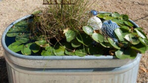 stock-tank-lily-pond