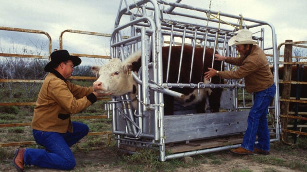 usda-cattle-handling-inspection