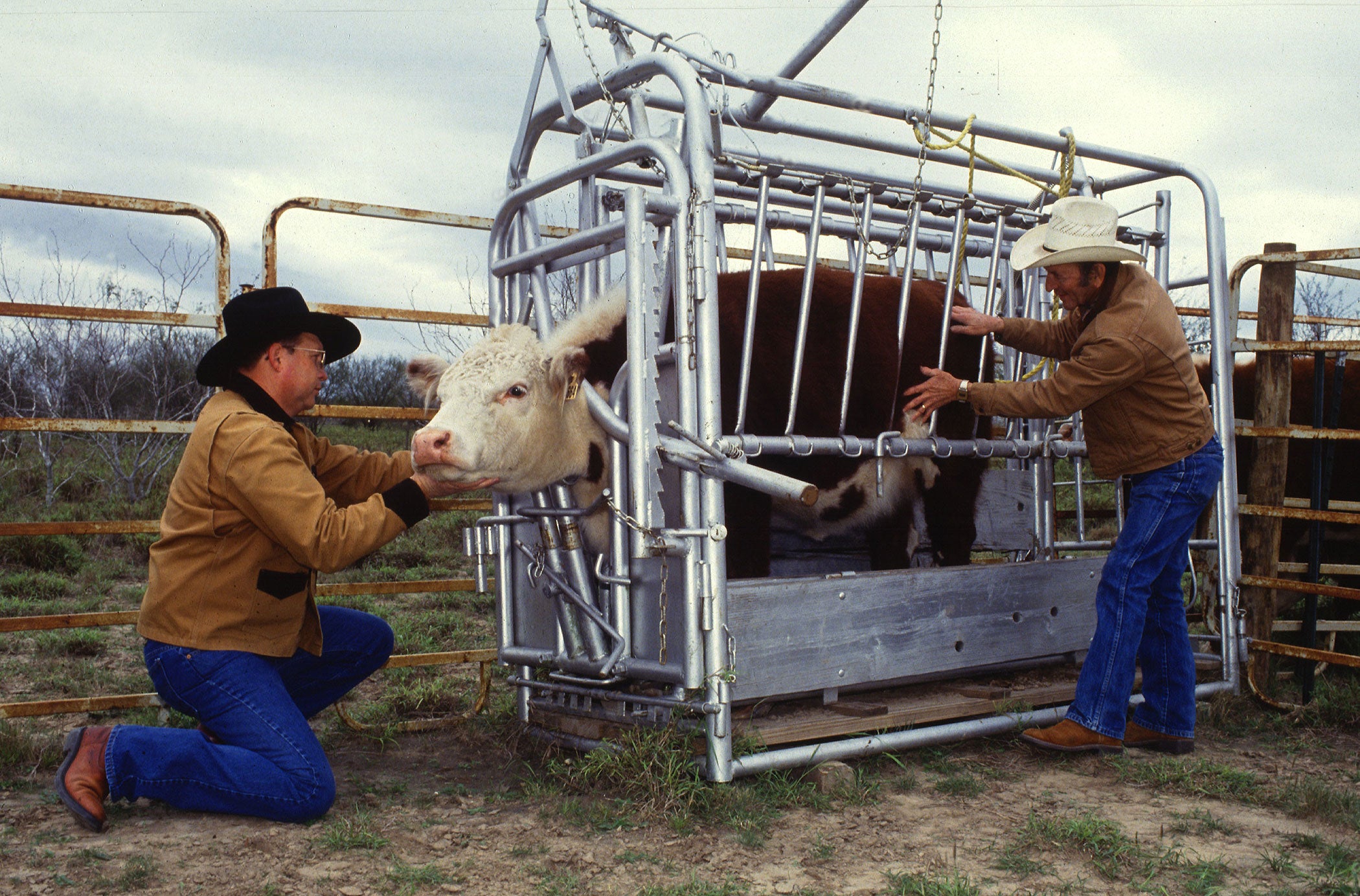 usda-cattle-handling-inspection