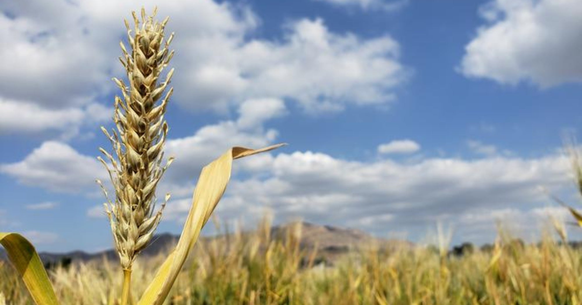 Barley UC Davis