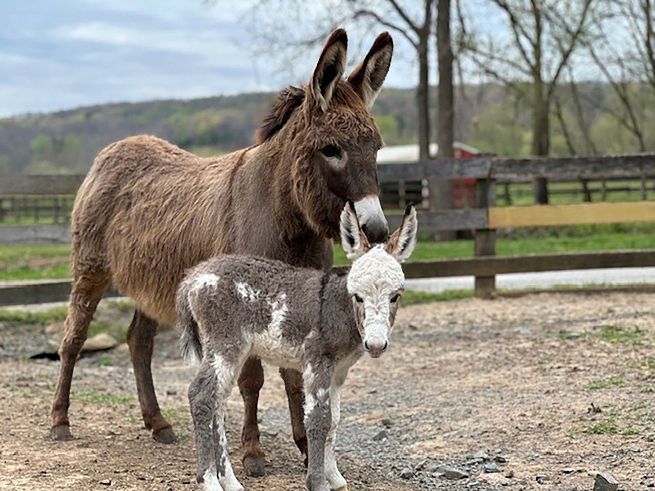 Harper-donkey-virginia-tech-01