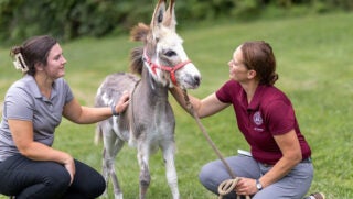 Harper-donkey-virginia-tech-04