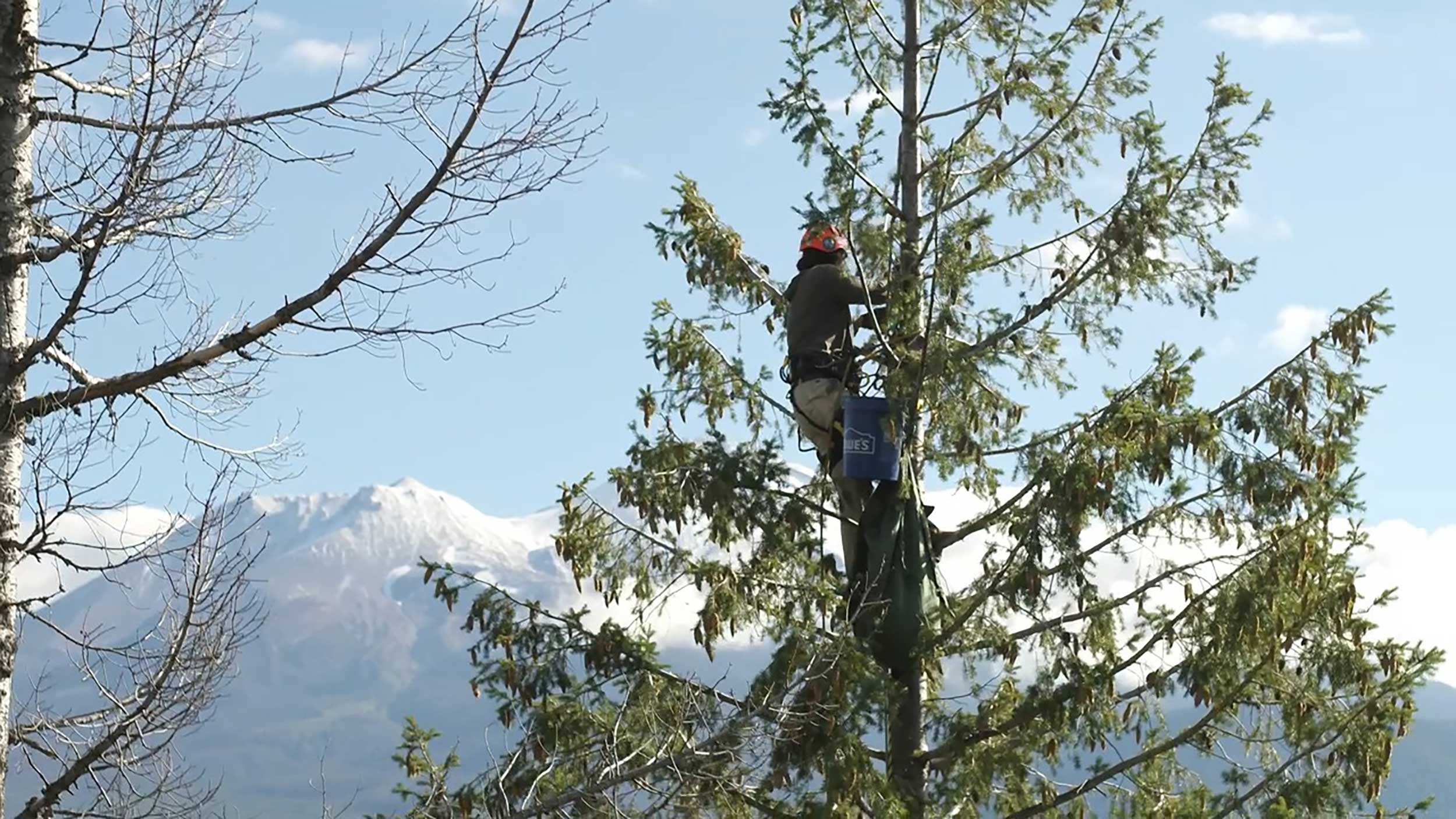 Mast-Reforestation-Tree_Climber_004