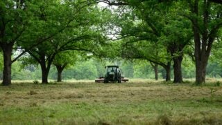 Millican Pecans