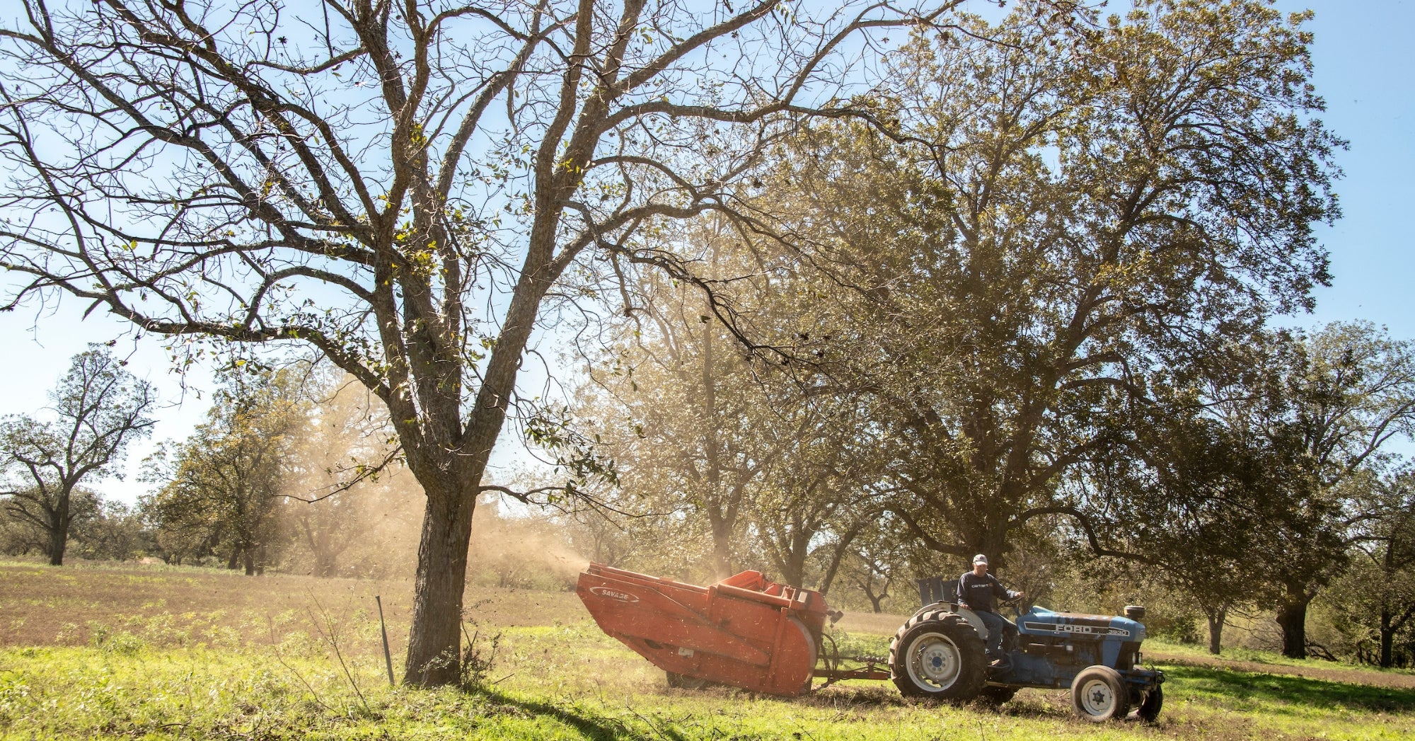 Millican Pecans