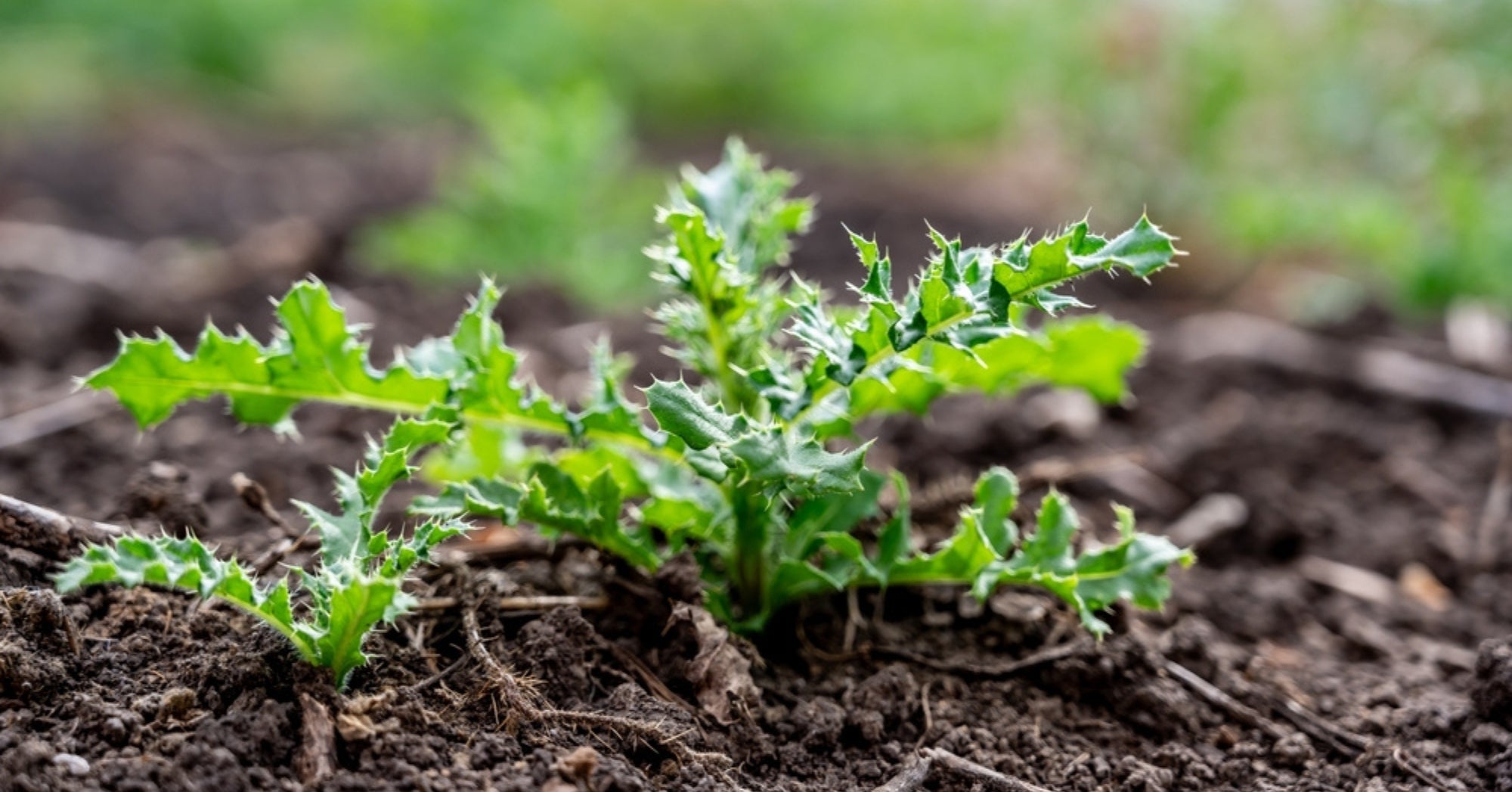 Noxious Weeds