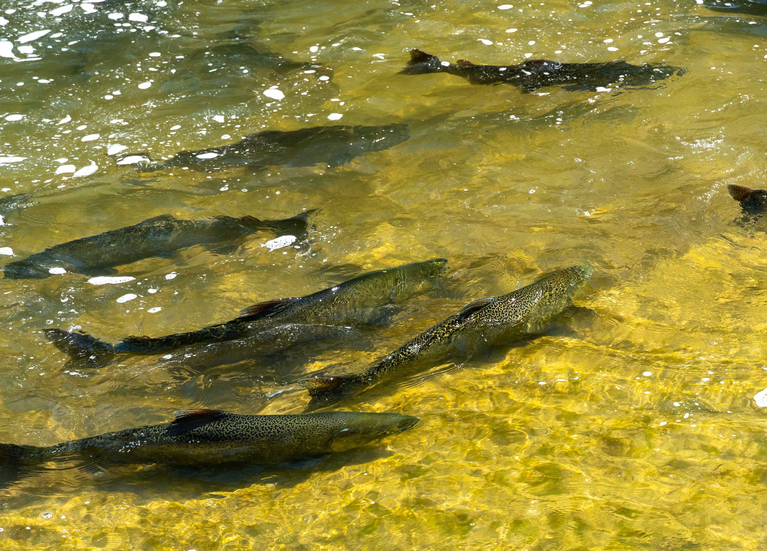 chinook-salmon-corbetts-dam