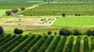 florida-farmland-oranges