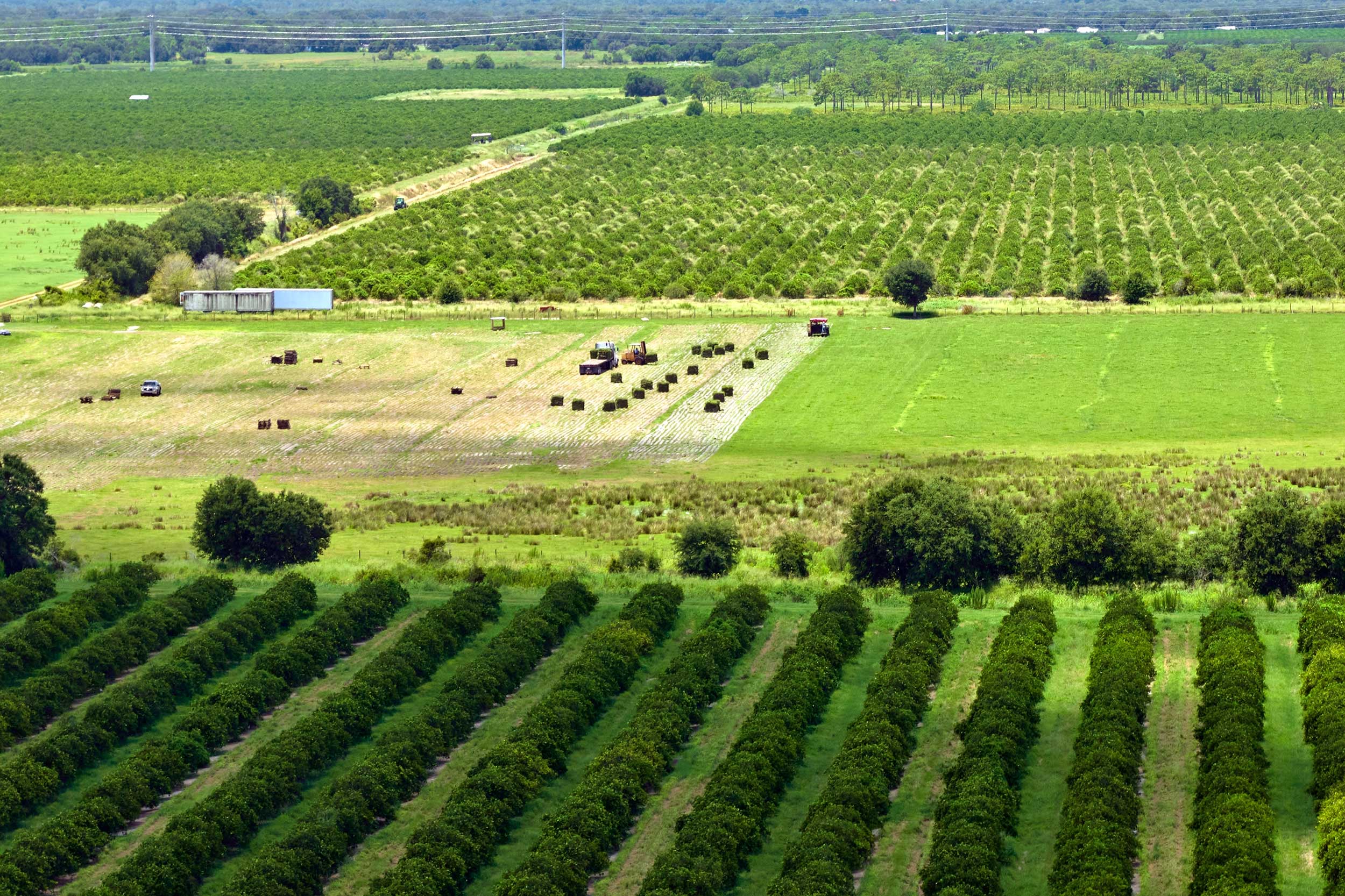 florida-farmland-oranges