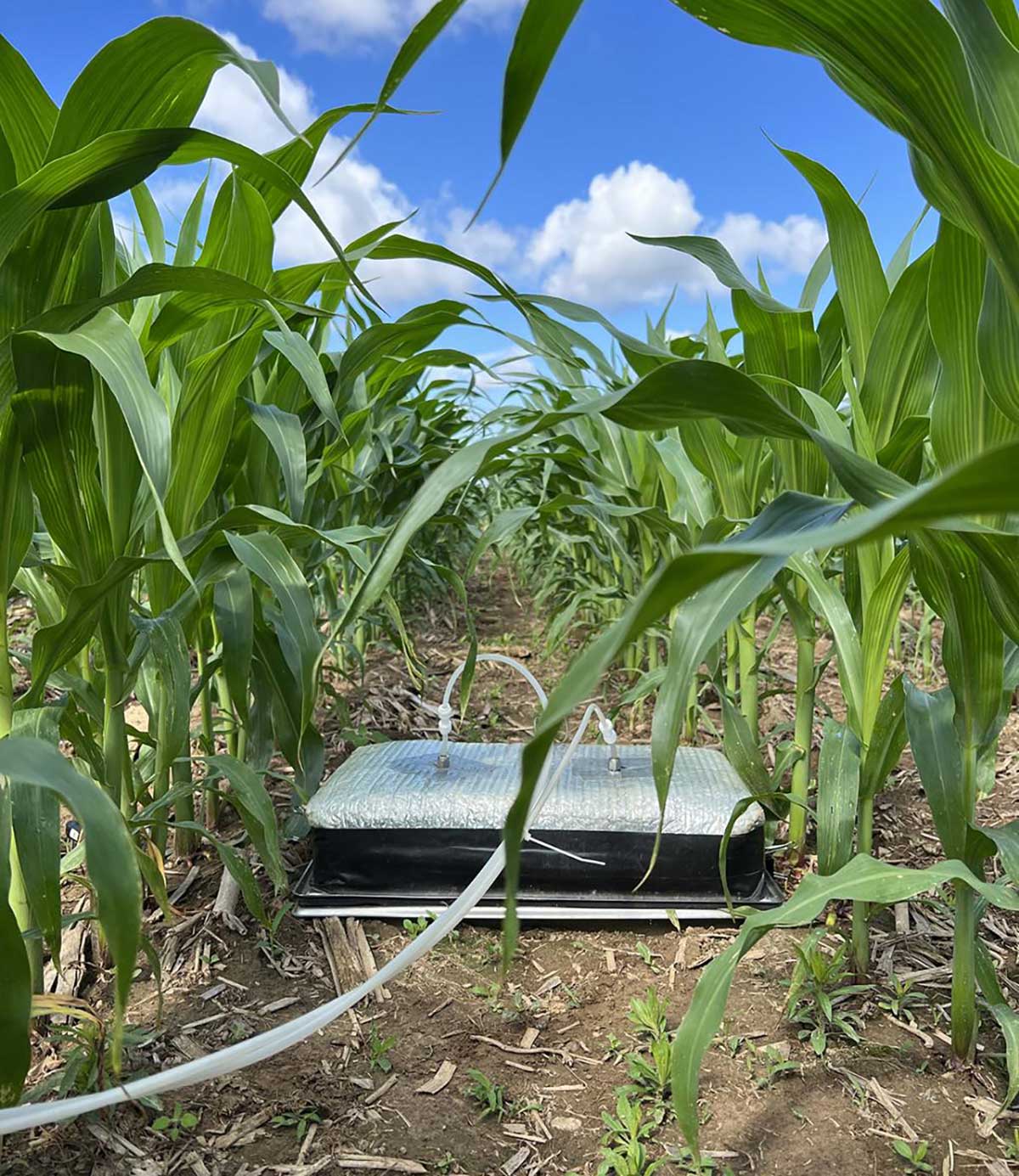 nitrogen-sensor-in-cornfield