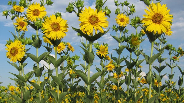 perennial-atlas-project-sunflowers