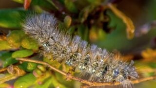 Tussocks Moth