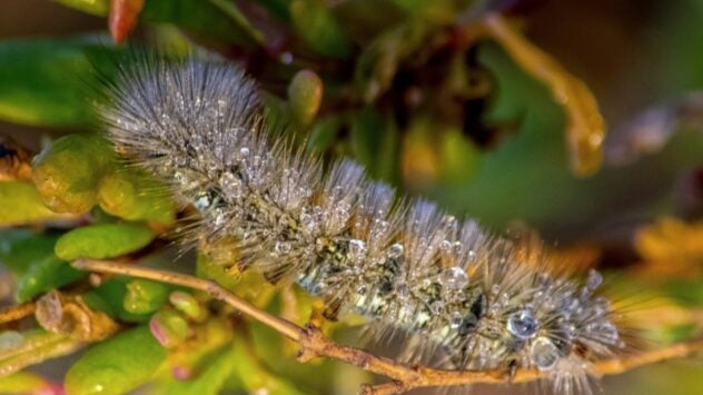 Tussocks Moth