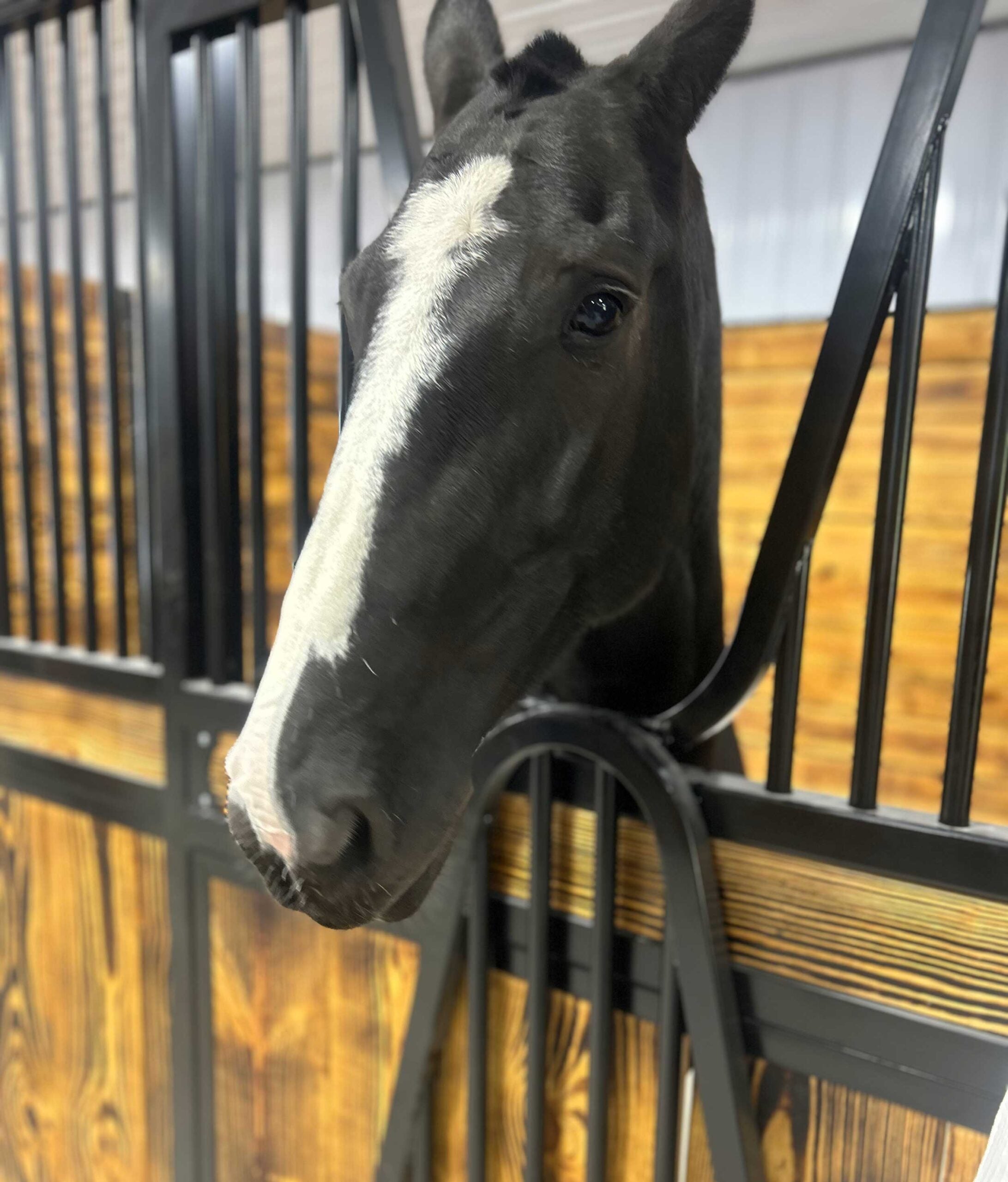 Indianapolis-Mounted-Patrol-FFA-Tour-03-scaled