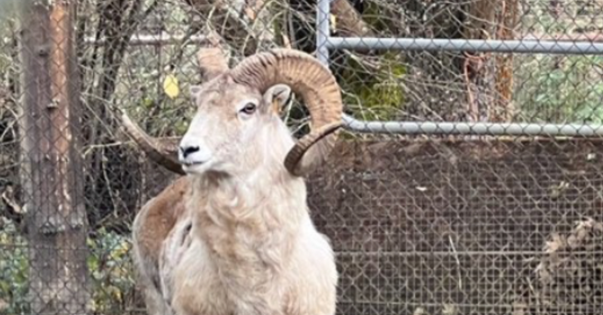 Montana Mountain King Ram