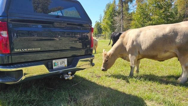 South-Carolina-Ag-Tag_Cattle-1