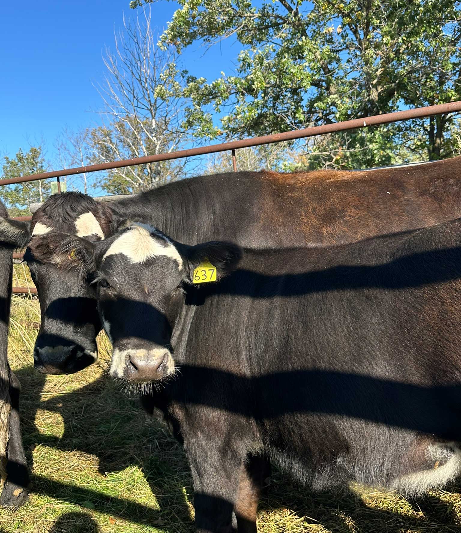 arrowquip-cattle-pair