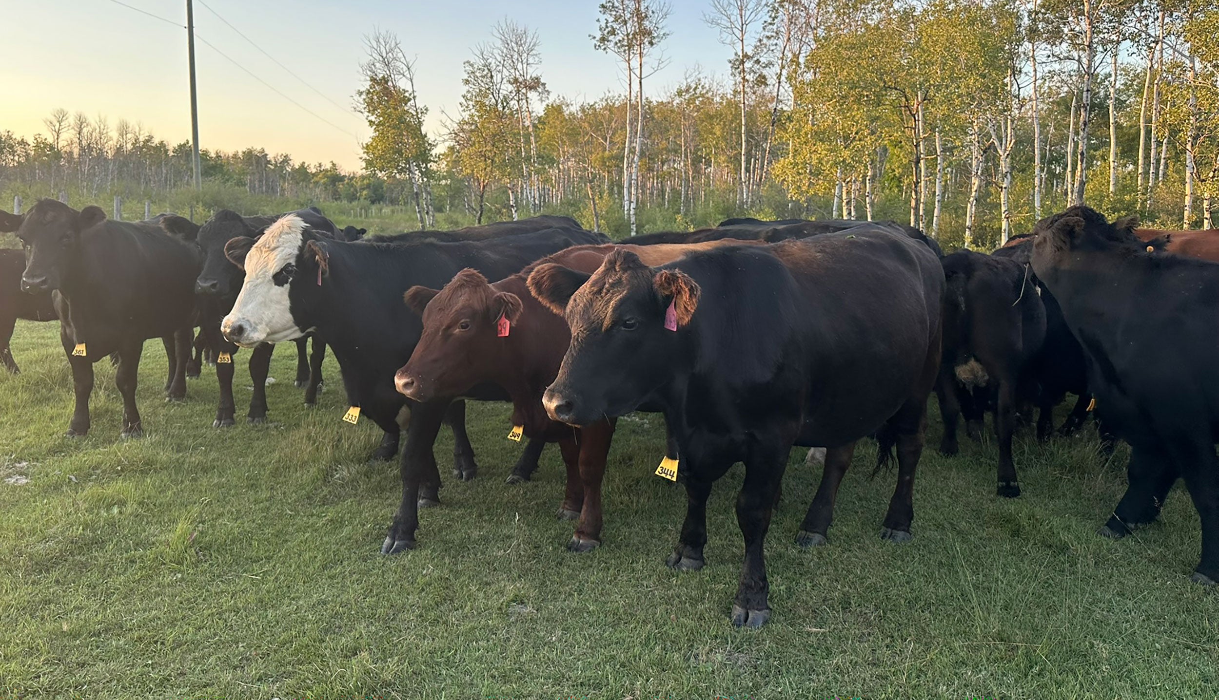 arrowquip-cattle-pasture