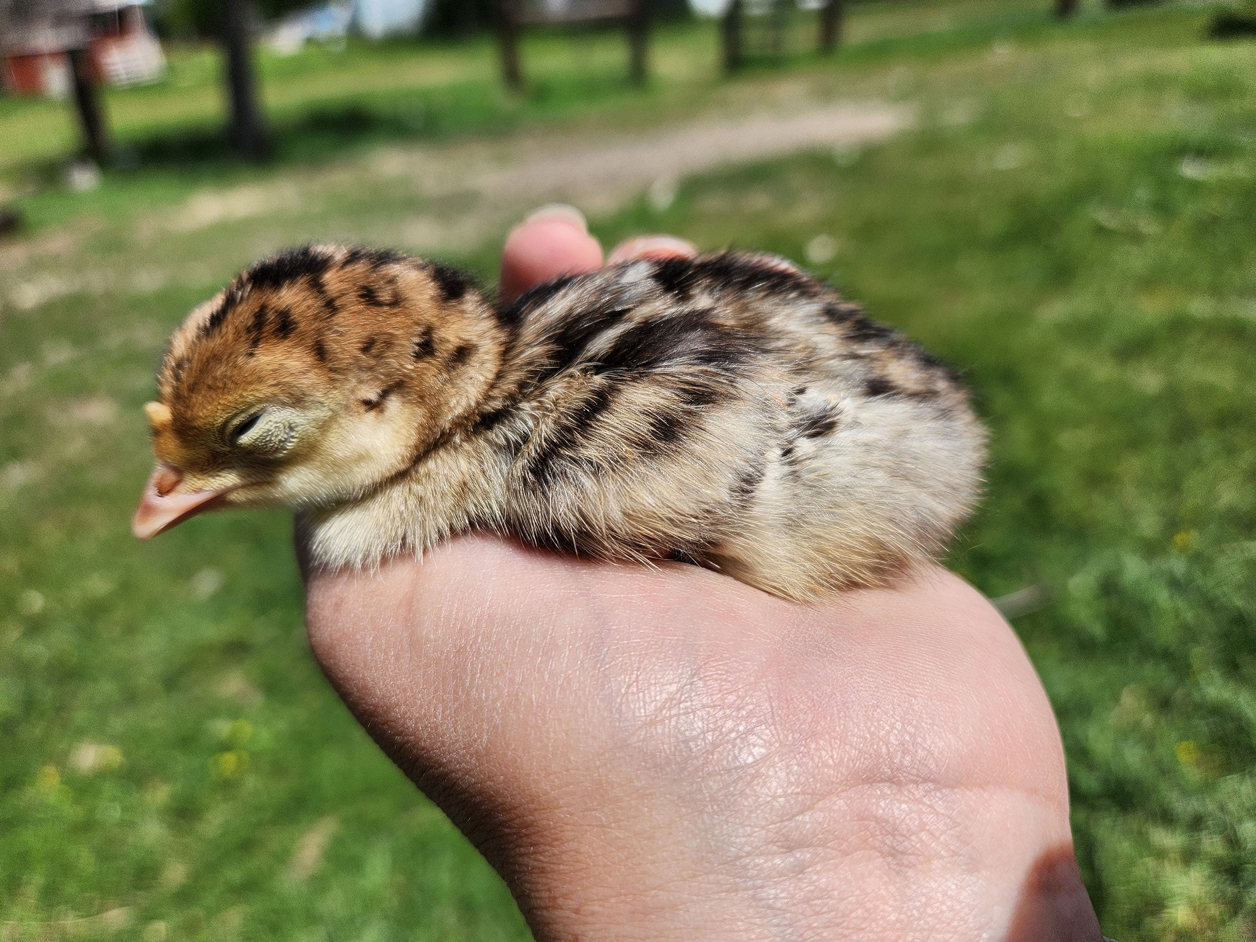 JLbar-farm-mottled-black-hen