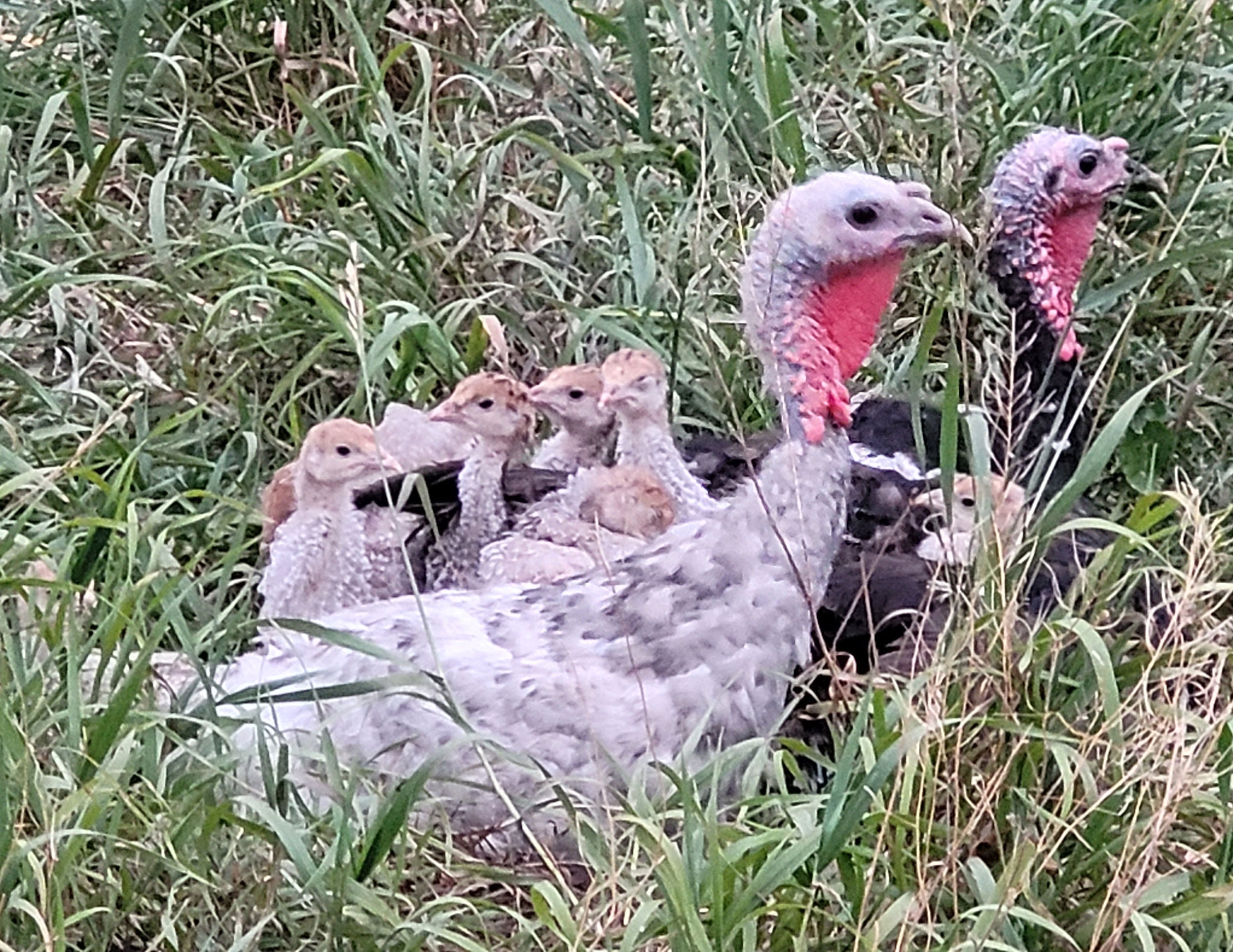 Turkey-in-the-field_JLBar-Farm