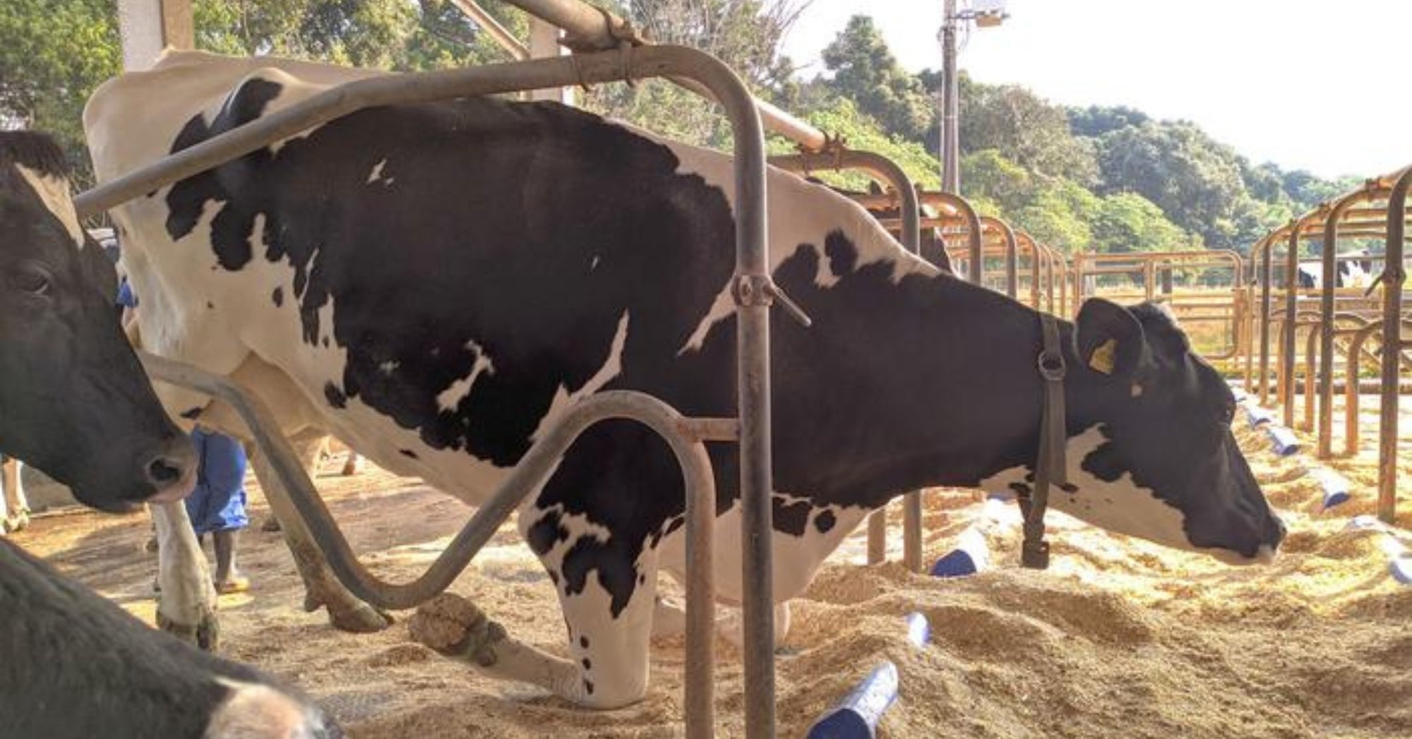 3D Dairy Pose Elimination Dairy Monitoring