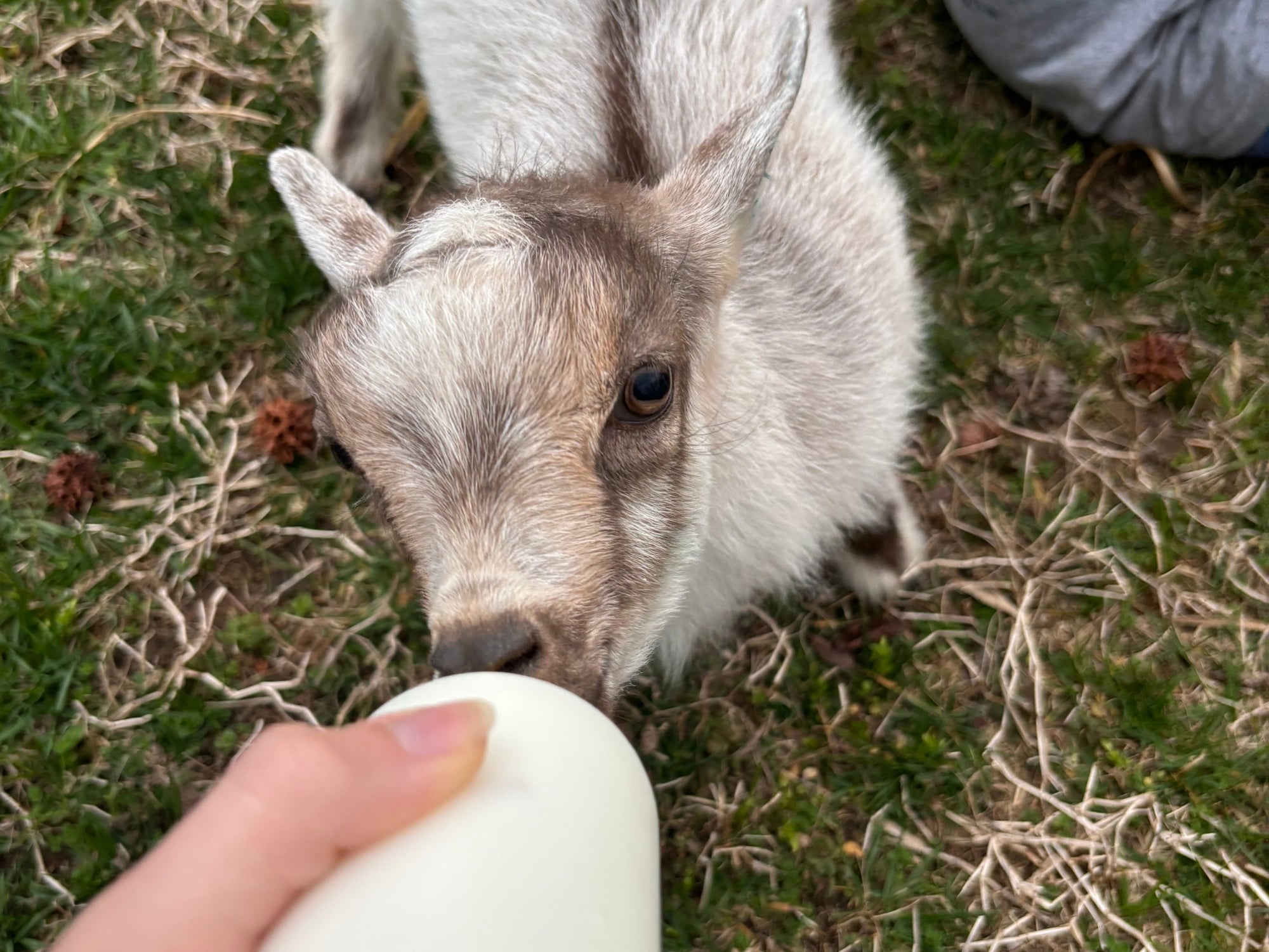 Maryland Dairy Goat SAE