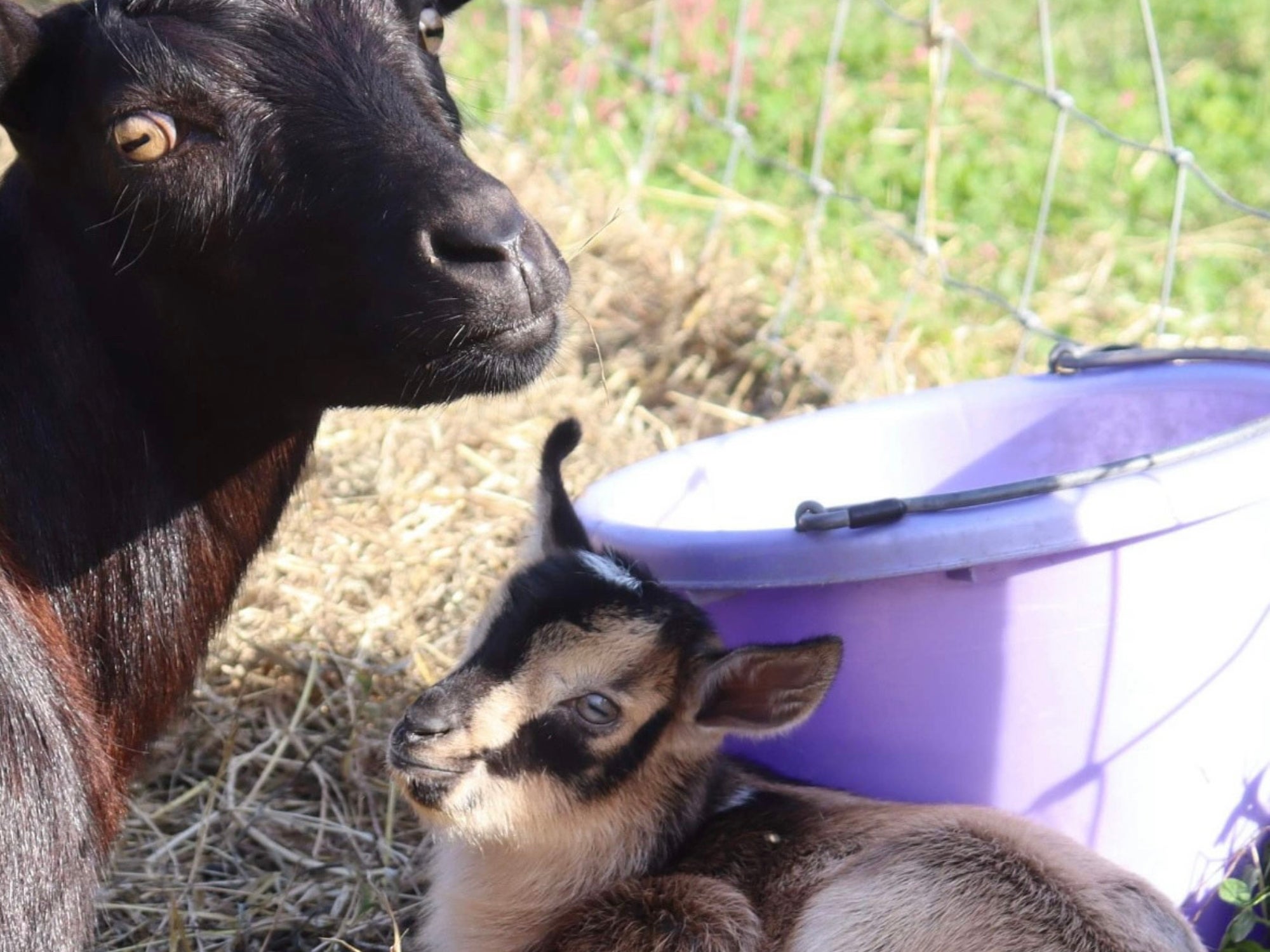 Maryland Dairy Goat SAE