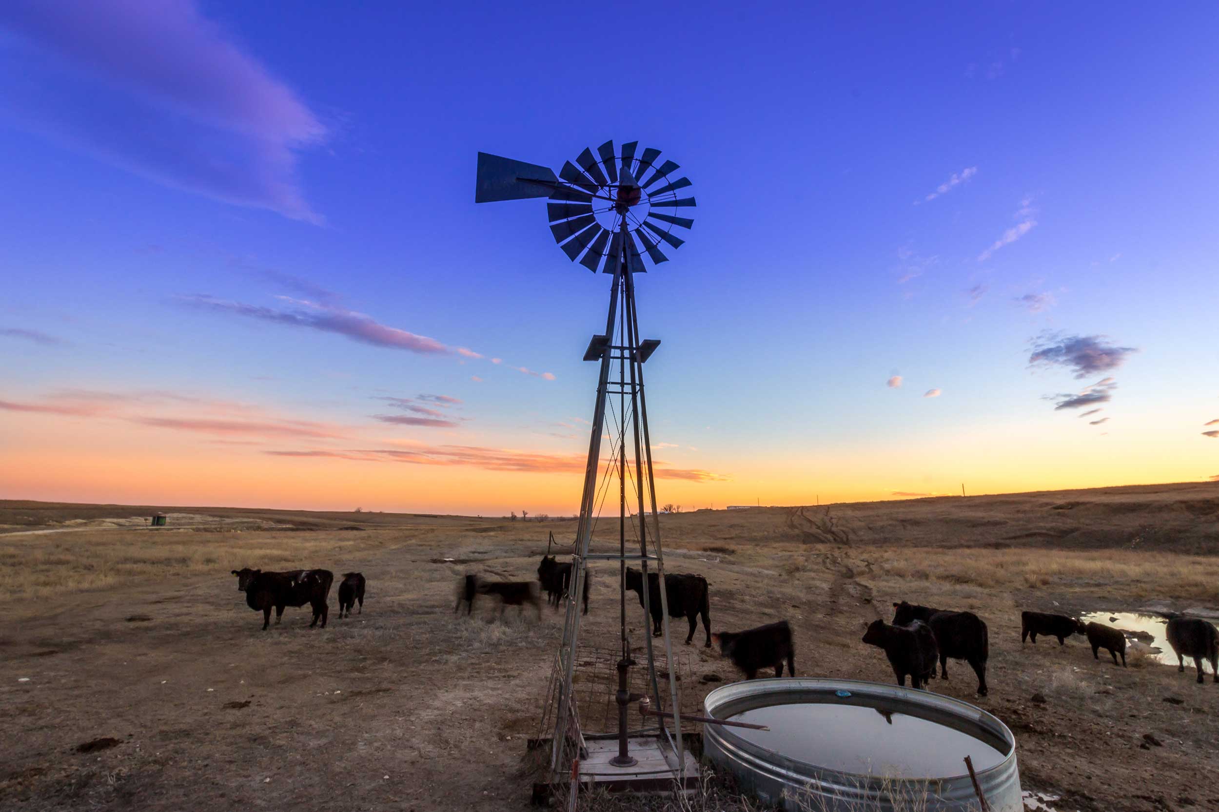 kansas-cattle-farm-windmill