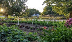 wasatch-community-garden-01