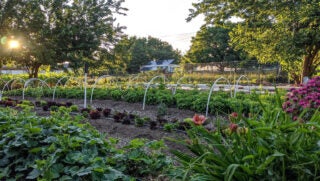 wasatch-community-garden-01