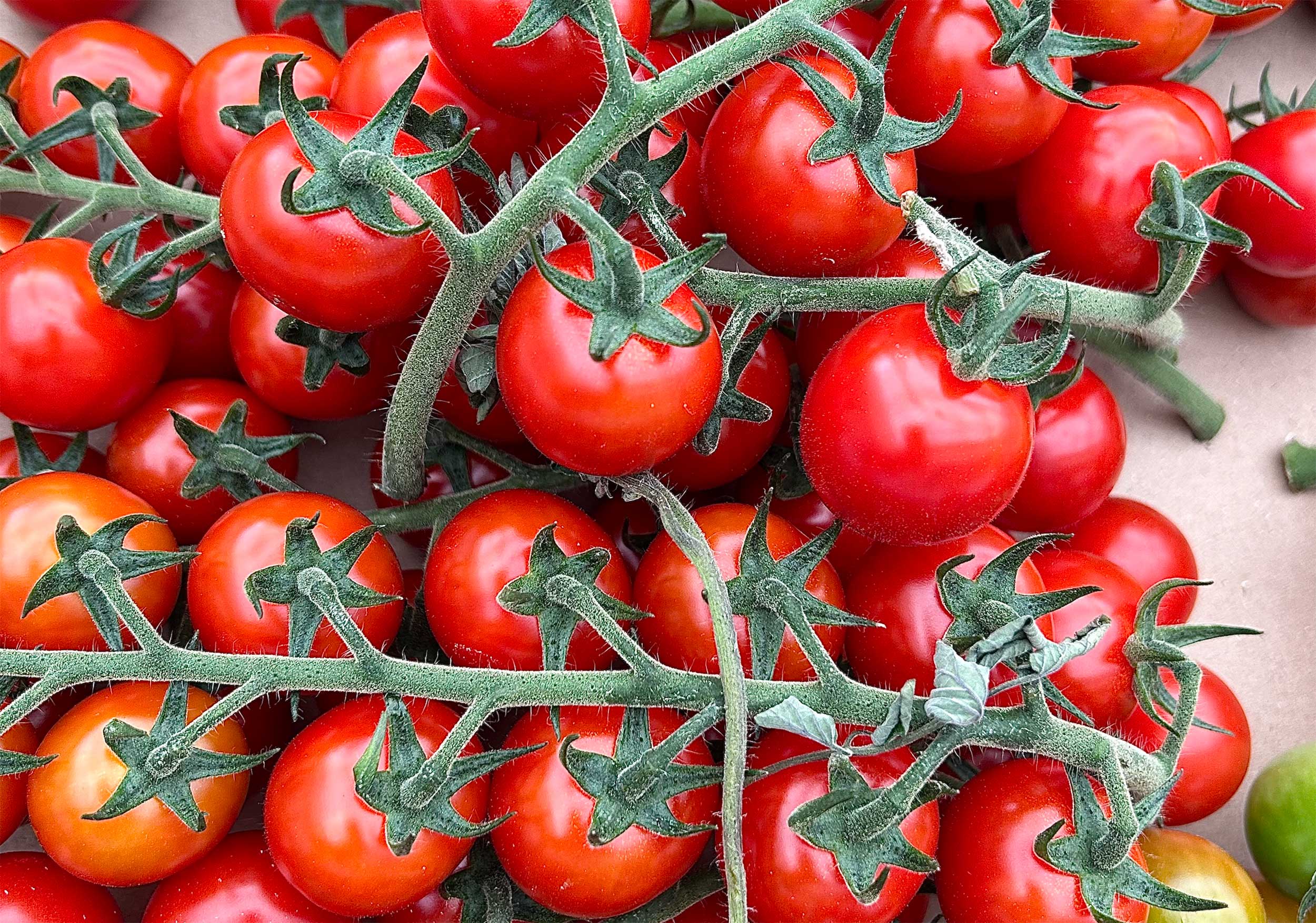 Cherry-tomatoes-horticulture