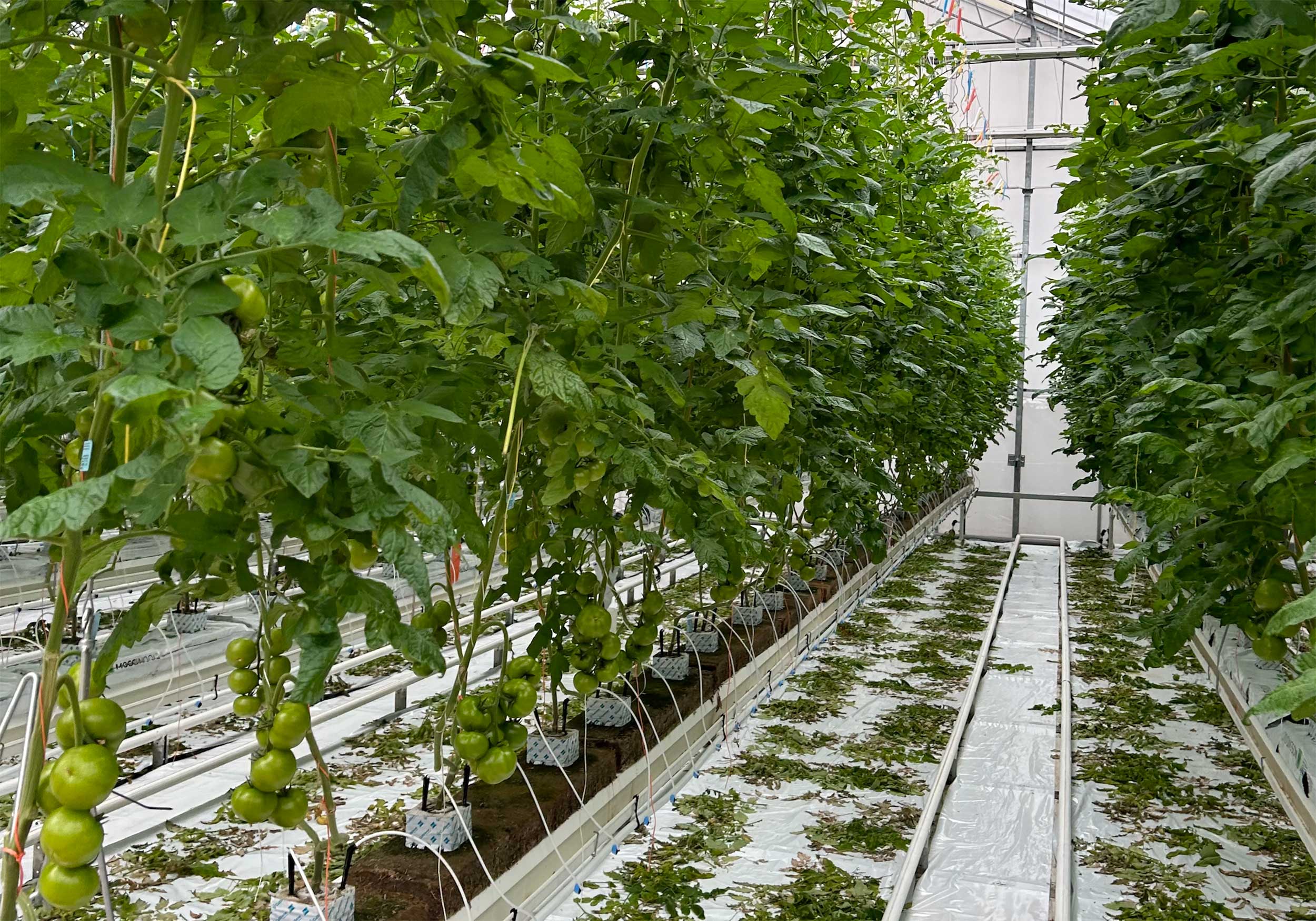 Greenhouse-grown-tomato-plants