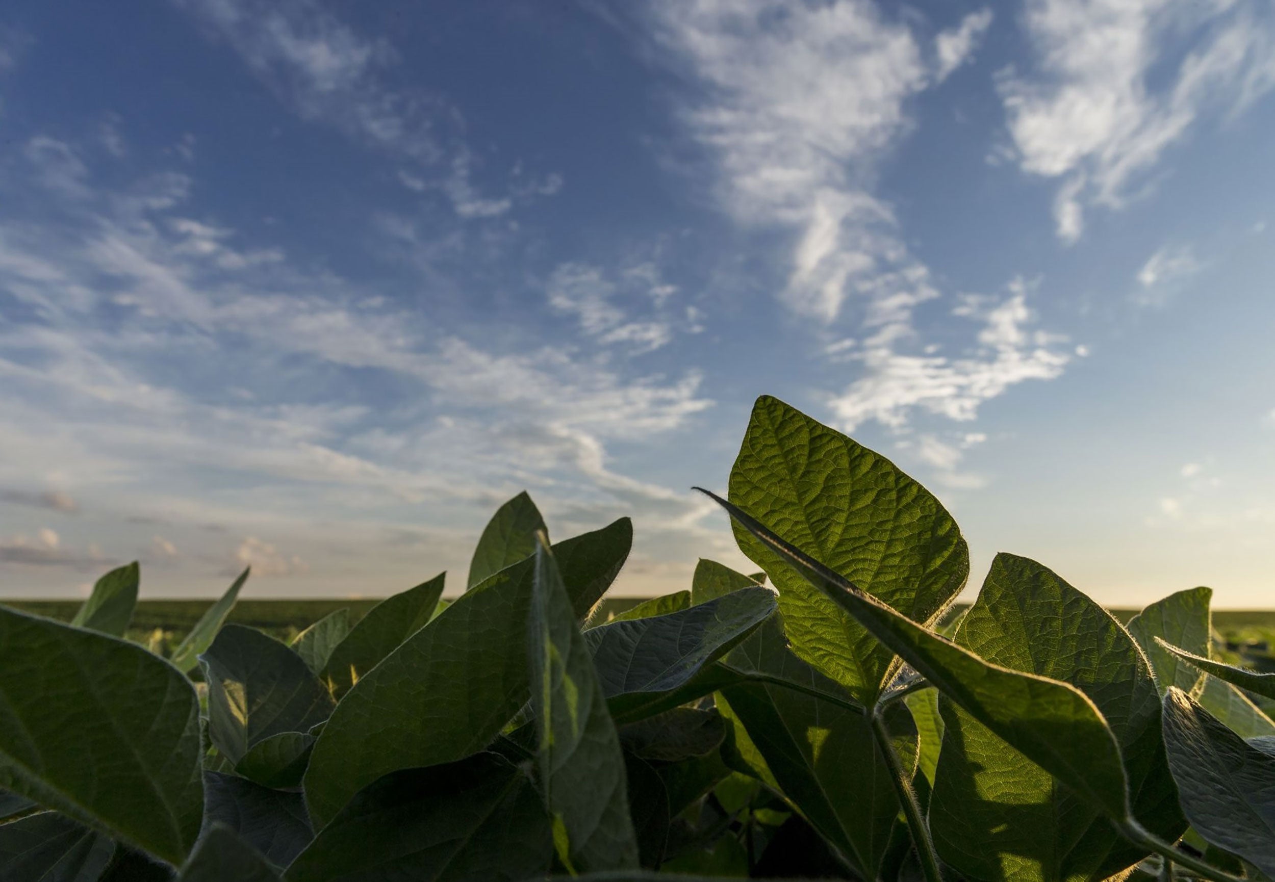 NIMAXXA-bionematicide-midseason-soybeans