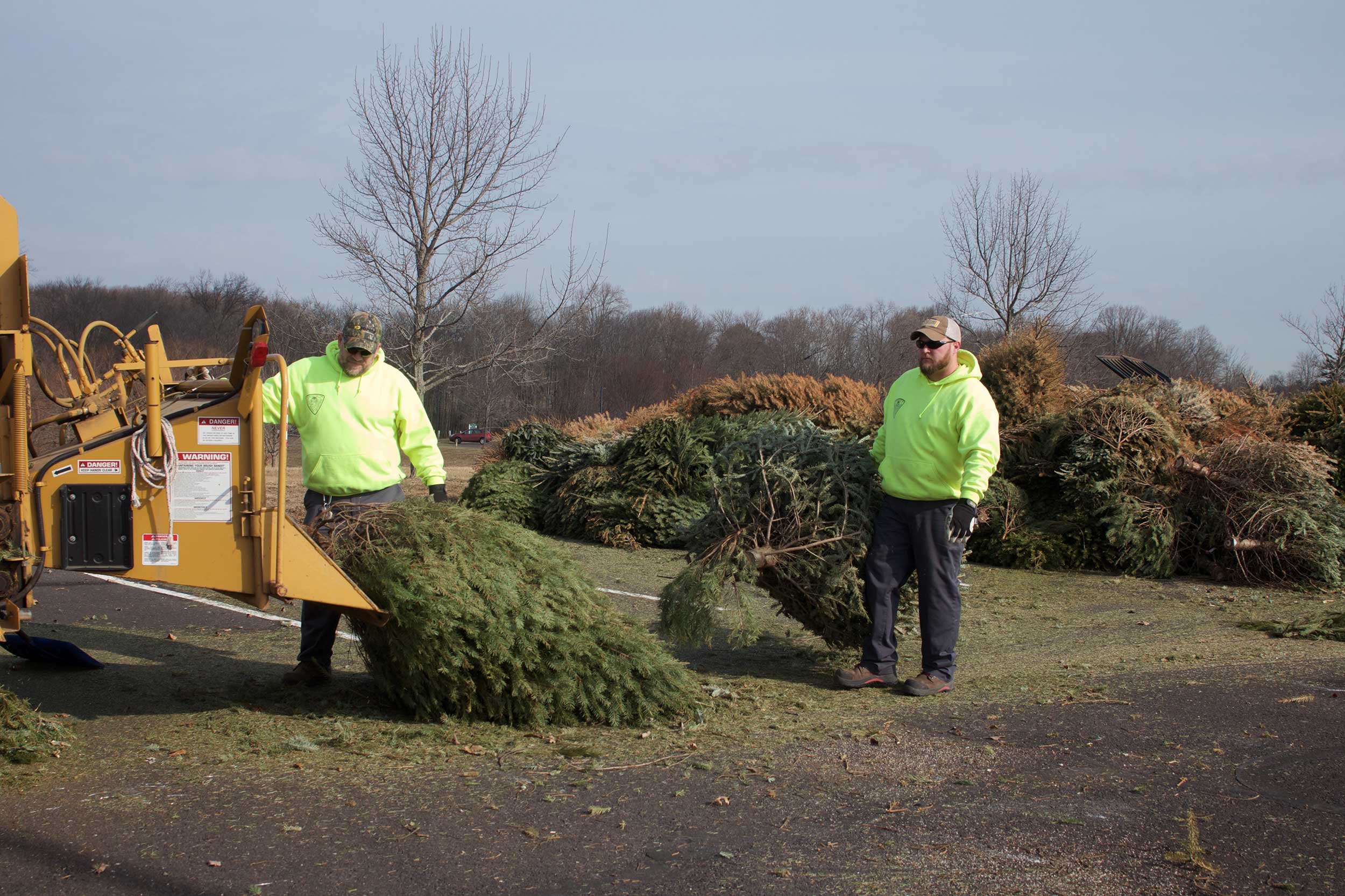 composting-christmas-trees