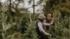 cutting-christmas-trees-rawpixelDOTcom