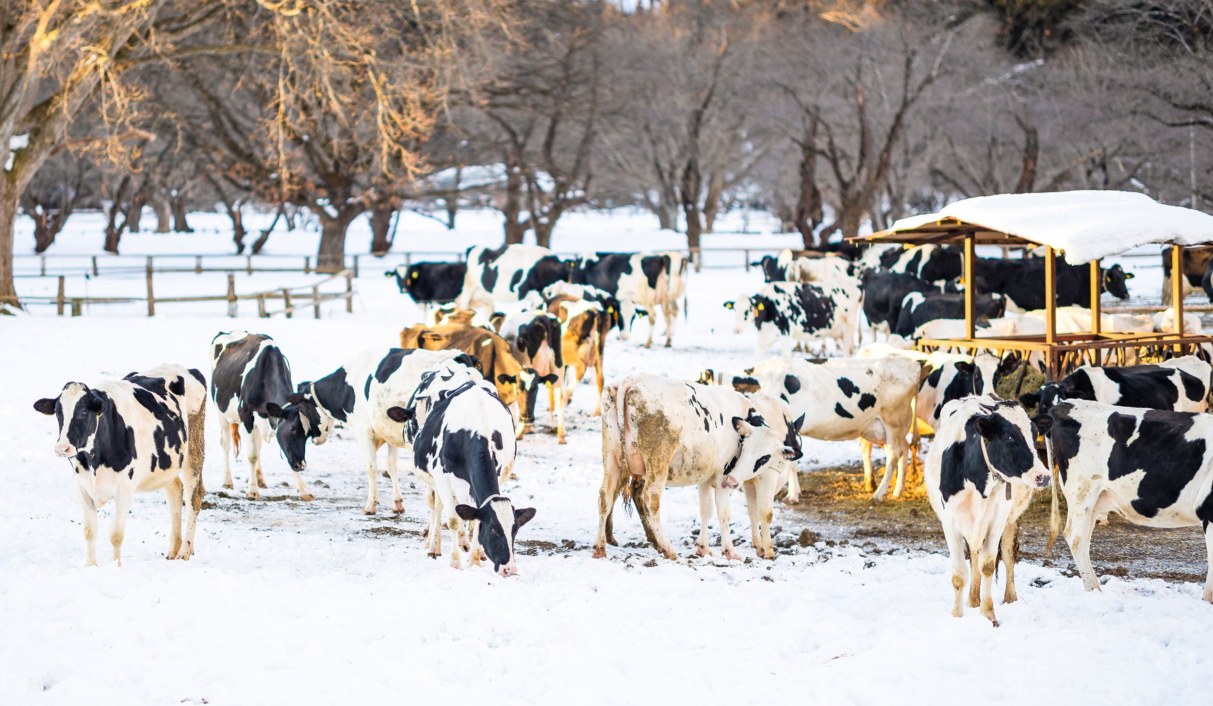 firestone-winter-snow-cattle