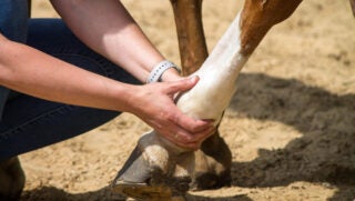 physical-therapy-horses