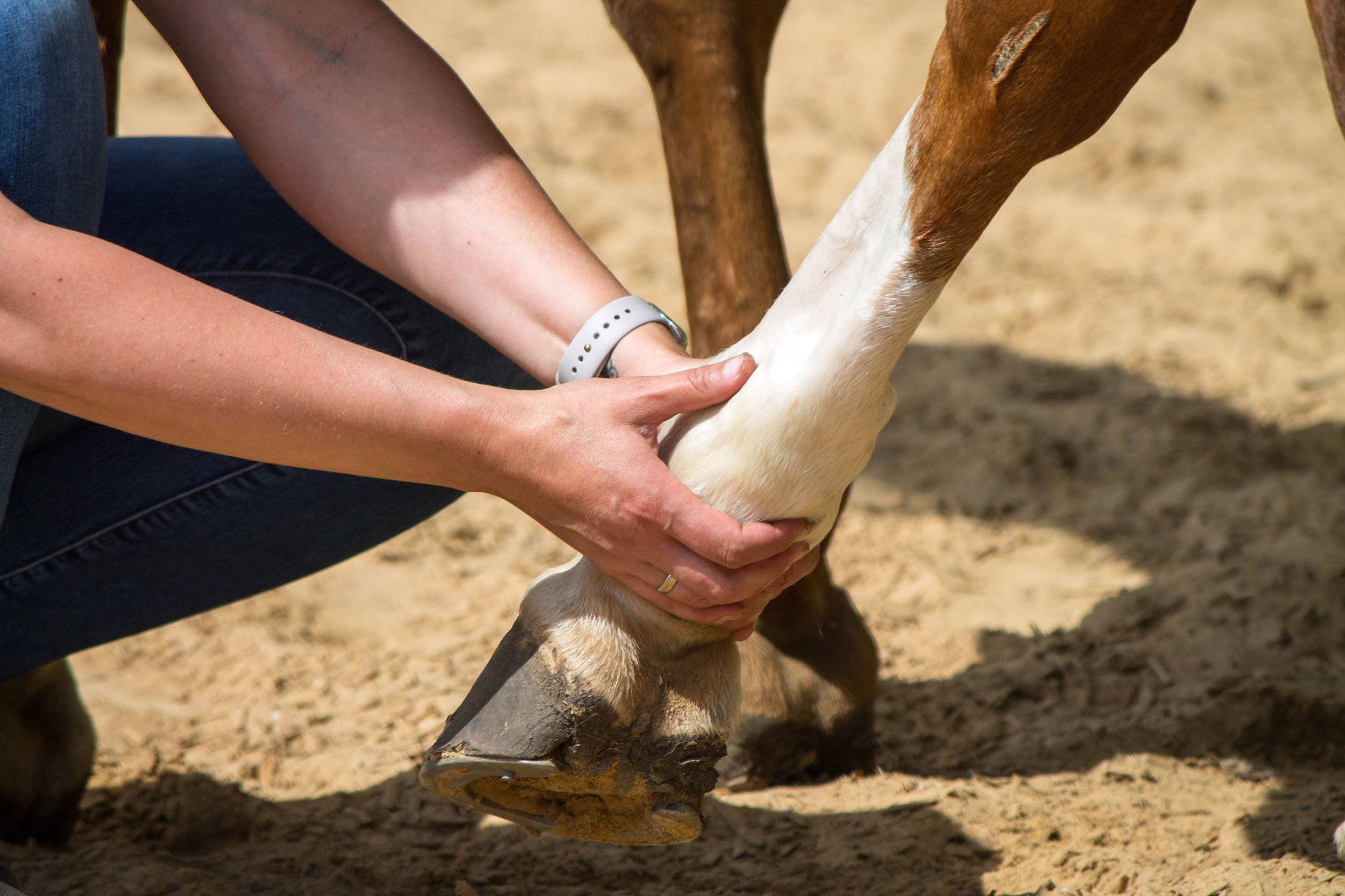 physical-therapy-horses