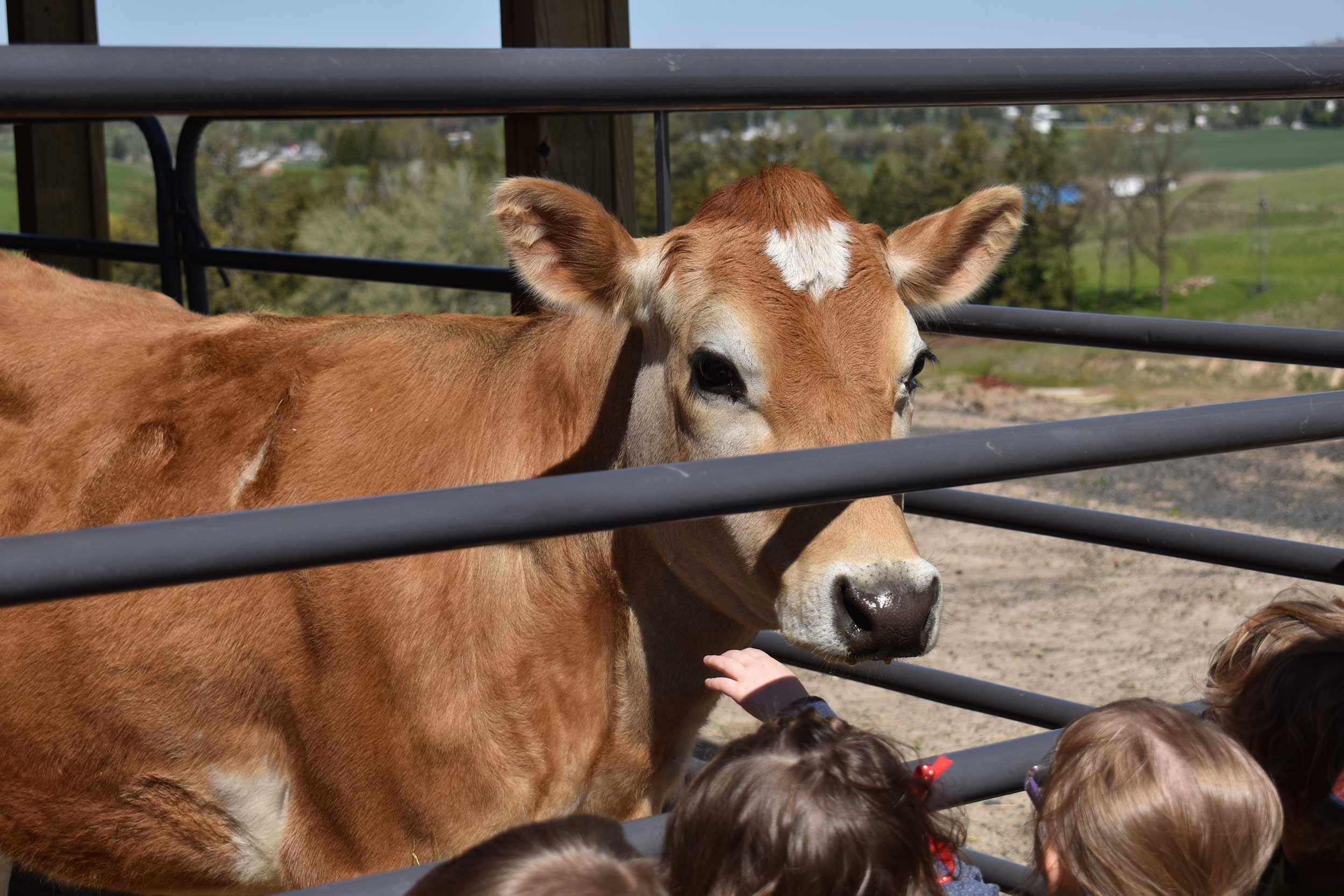 Dairy-Calf-Idaho-Andrew-Carrender