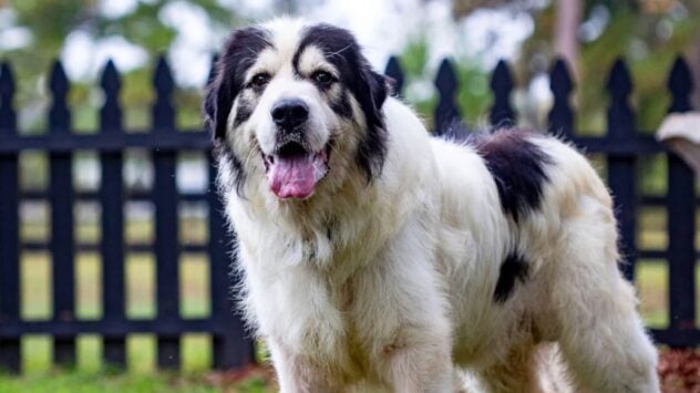 AFBF Farm Dog of the Year