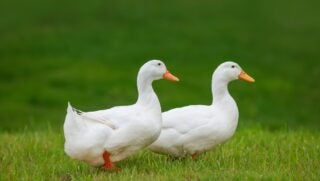 Ducks