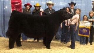 NWSS Grand Steer