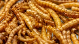 Yellow Mealworms