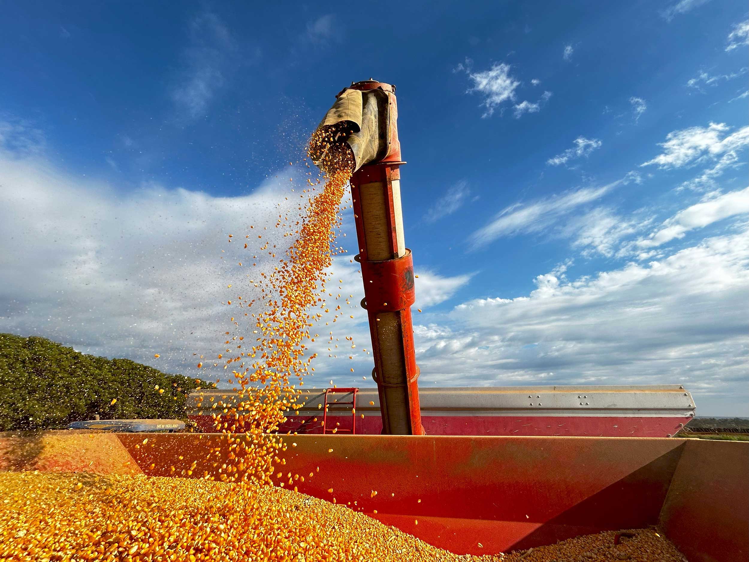 corn-grains-harvested