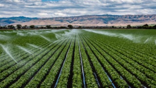 irrigation-salinas-valley-california